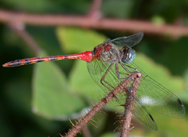 Blue-faced Meadowhawk